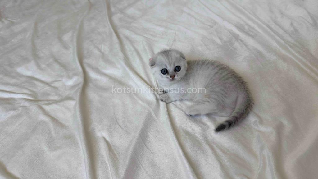 Aurora Silver Shaded Munchkin Scottish Short Legs photo 4