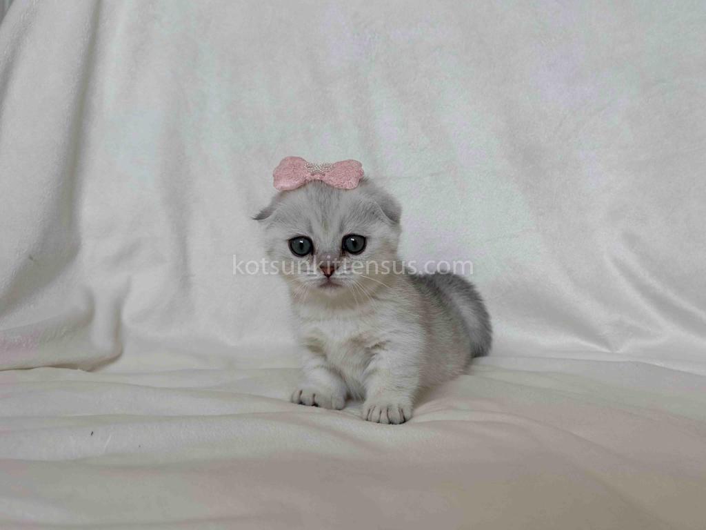 Aurora Silver Shaded Munchkin Scottish Short Legs photo 9