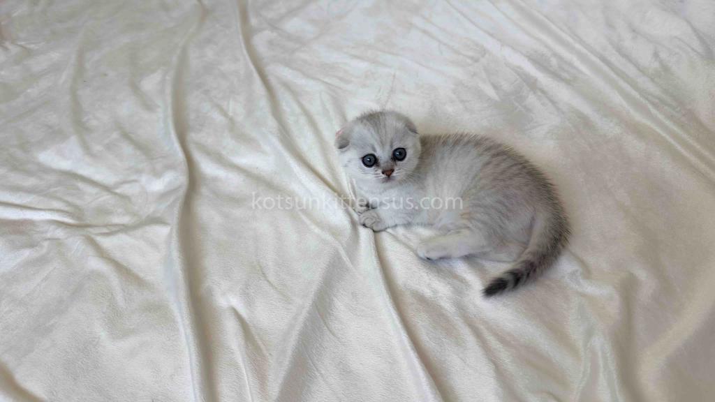 Aurora Silver Shaded Munchkin Scottish Short Legs photo 2