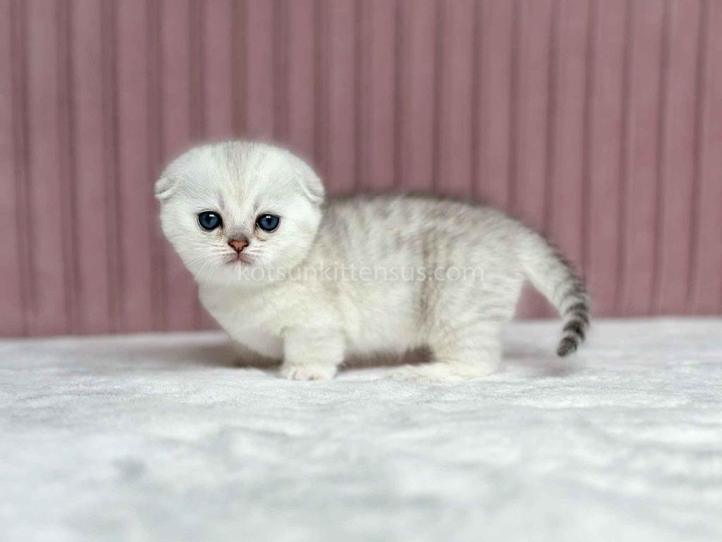 Aurora Silver Shaded Munchkin Scottish Short Legs photo 19