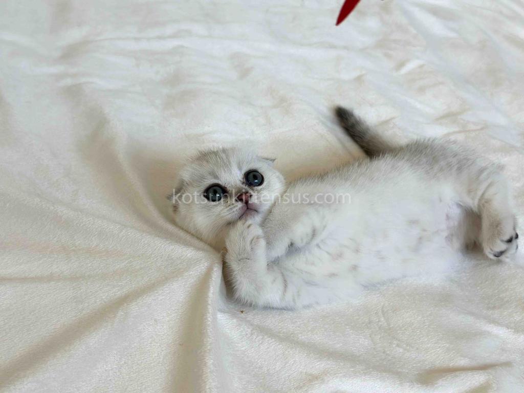 Aurora Silver Shaded Munchkin Scottish Short Legs photo 6