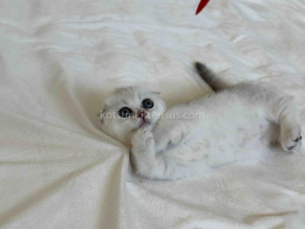 Aurora Silver Shaded Munchkin Scottish Short Legs photo 3
