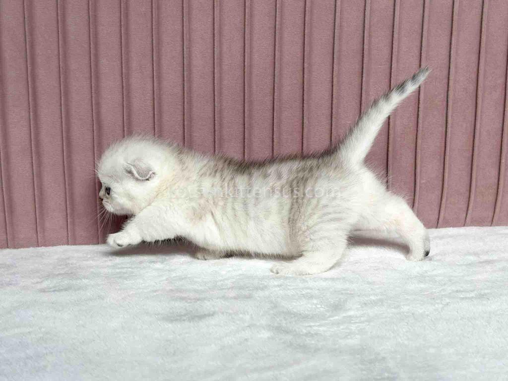 Aurora Silver Shaded Munchkin Scottish Short Legs photo 24