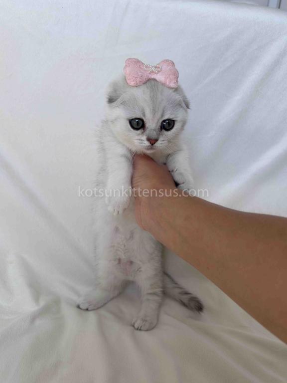 Aurora Silver Shaded Munchkin Scottish Short Legs photo 7