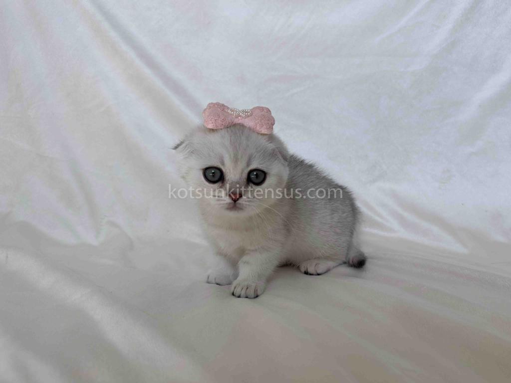 Aurora Silver Shaded Munchkin Scottish Short Legs photo 11