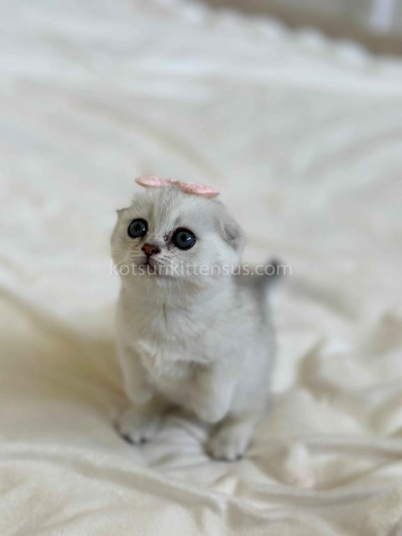 Aurora Silver Shaded Munchkin Scottish Short Legs photo 5
