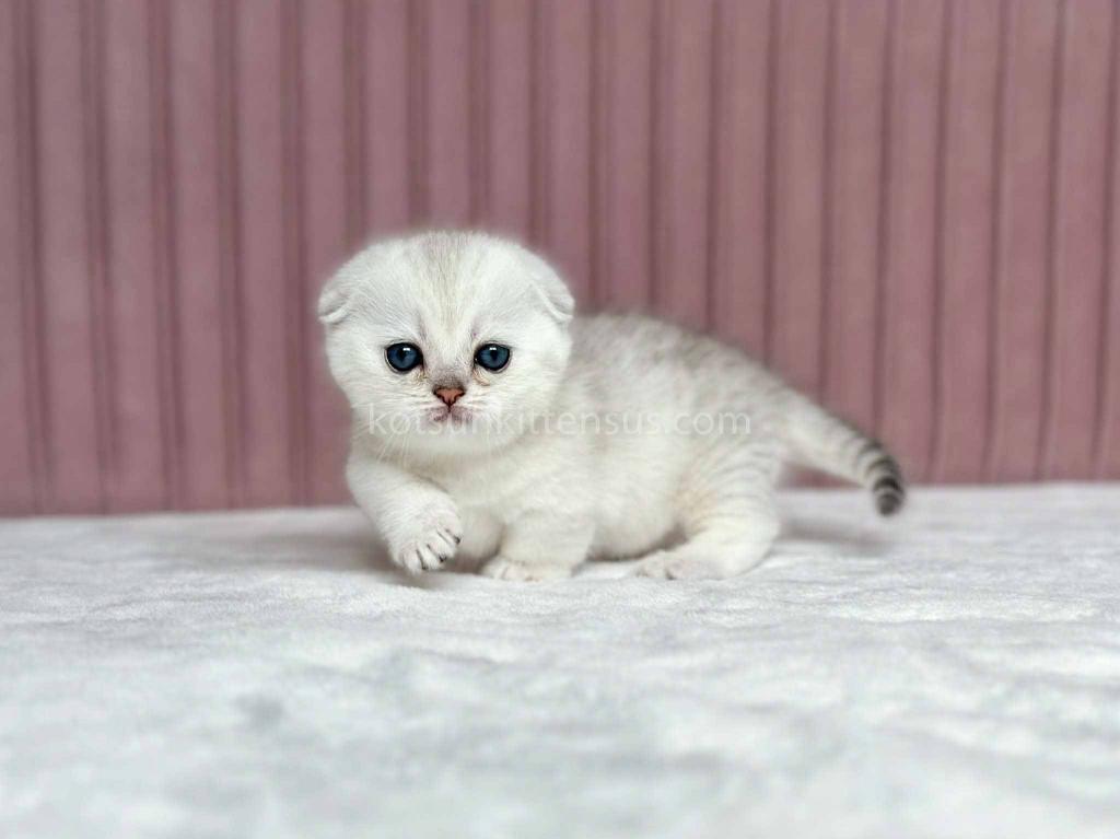Aurora Silver Shaded Munchkin Scottish Short Legs photo 18