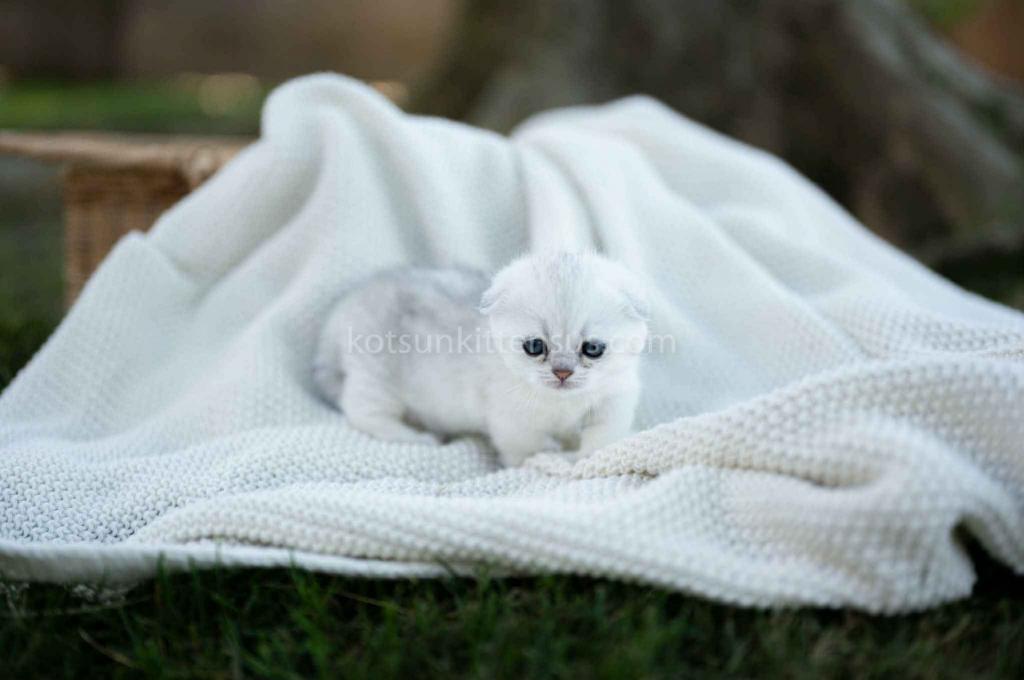 Aurora Silver Shaded Munchkin Scottish Short Legs photo 22