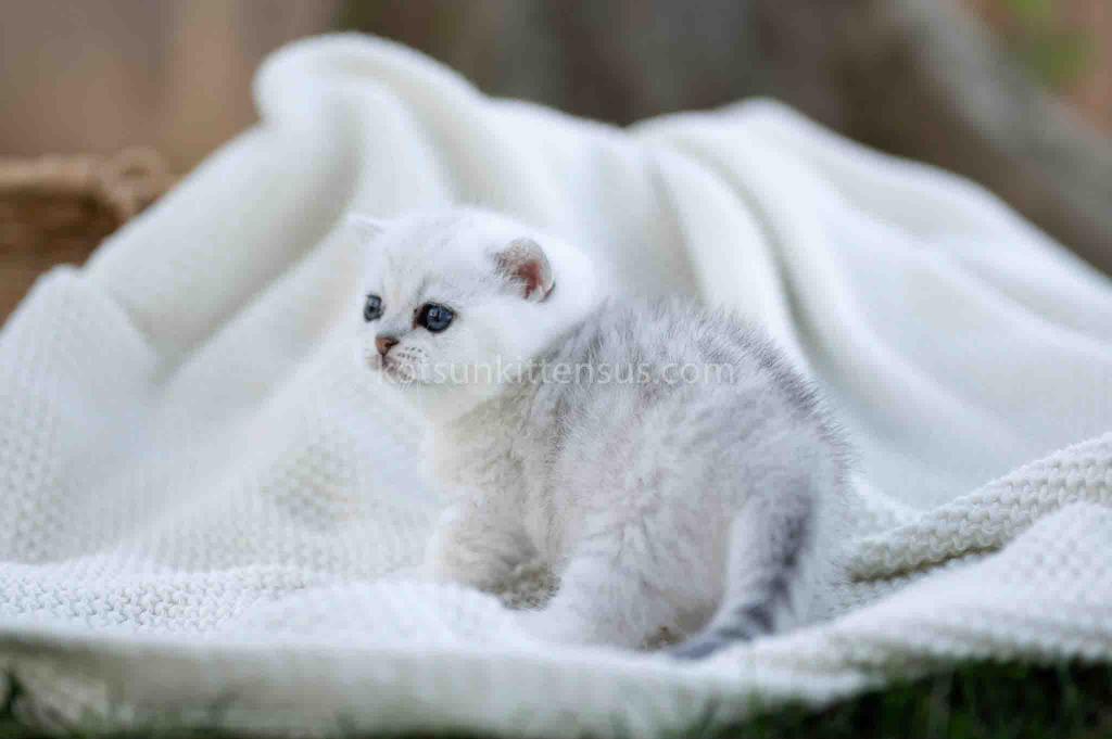 Tiny Silver Shaded Munchkin Girl With Short Legs photo 10
