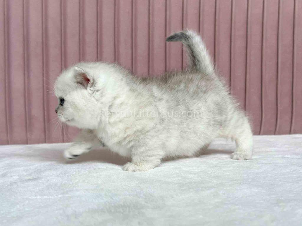 Tiny Silver Shaded Munchkin Girl With Short Legs photo 9