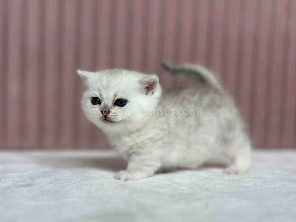 Tiny Silver Shaded Munchkin Girl With Short Legs photo 4