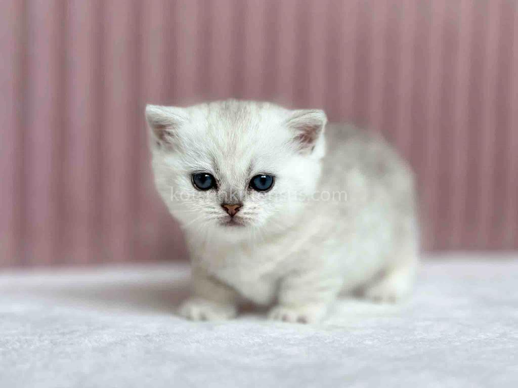 Tiny Silver Shaded Munchkin Girl With Short Legs photo 5