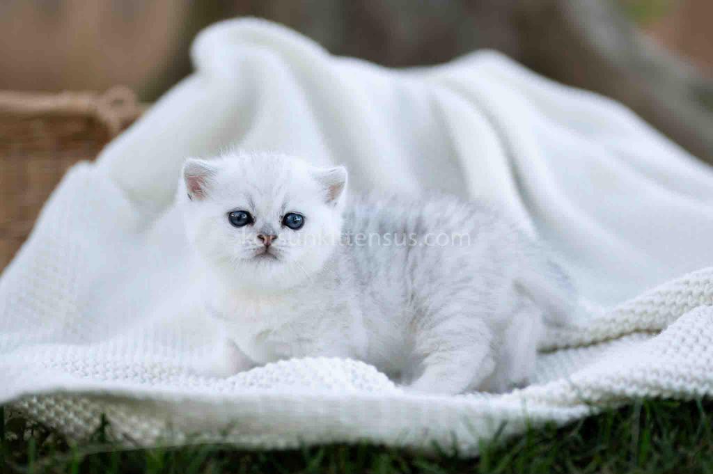 Tiny Silver Shaded Munchkin Girl With Short Legs photo 1