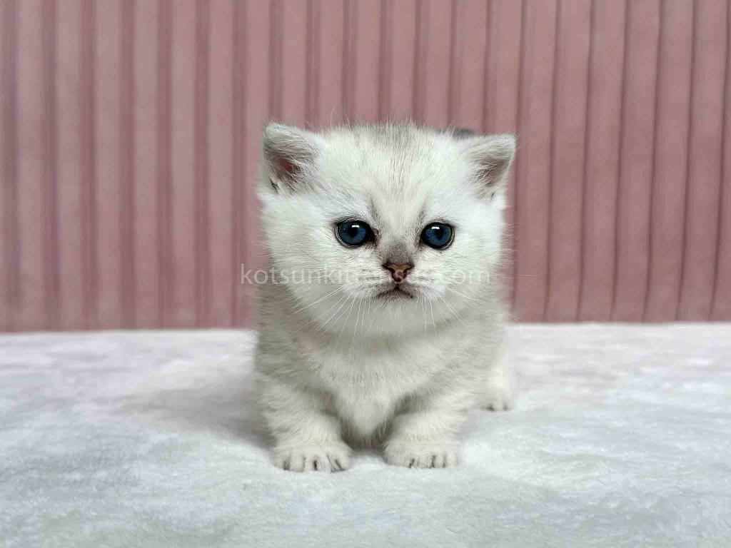 Tiny Silver Shaded Munchkin Girl With Short Legs photo 6