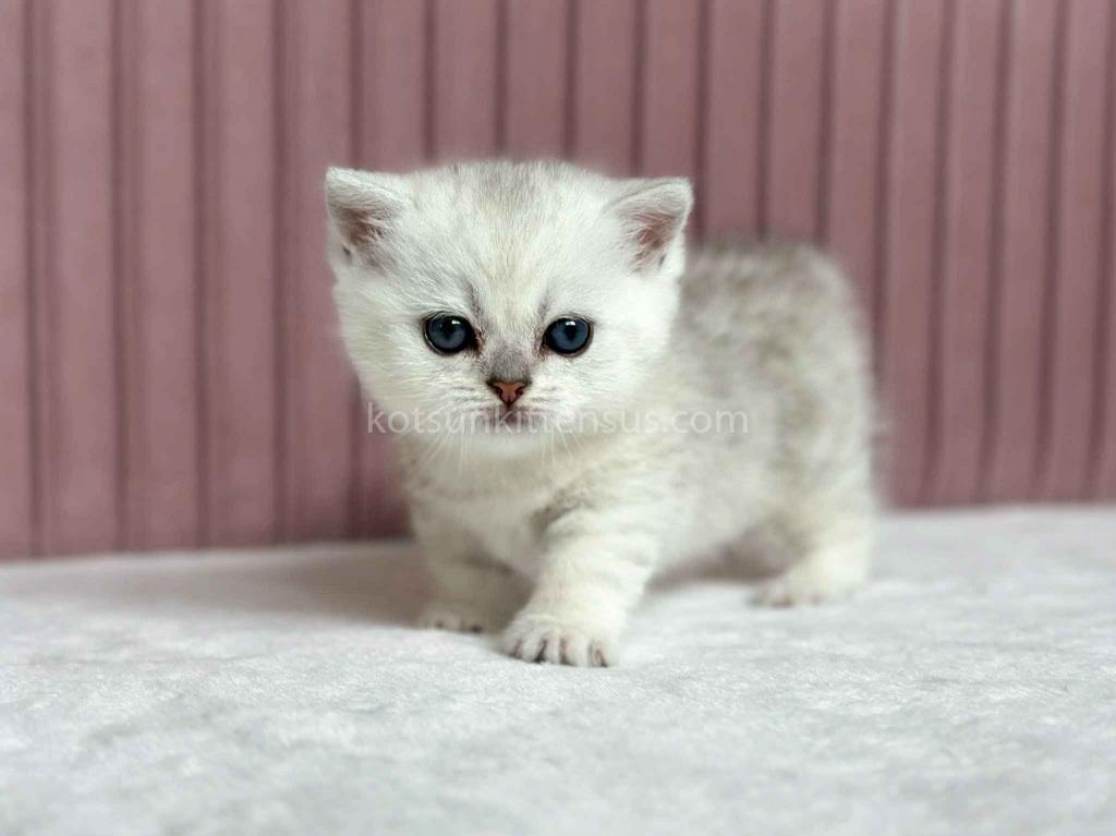 Tiny Silver Shaded Munchkin Girl With Short Legs photo 3
