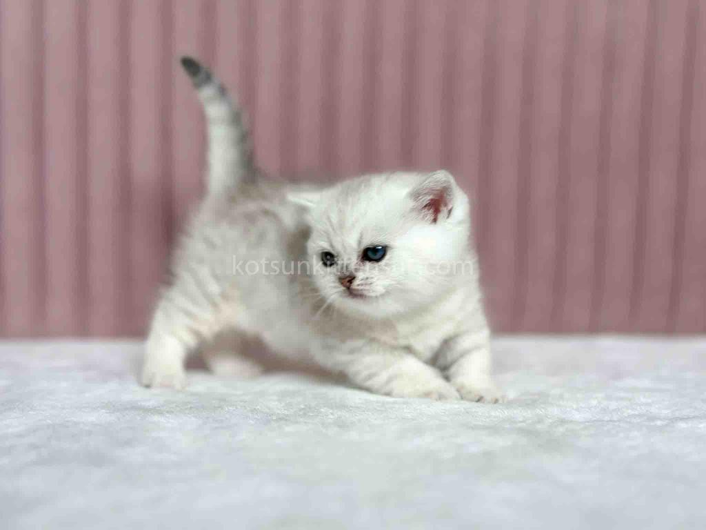 Tiny Silver Shaded Munchkin Girl With Short Legs photo 8
