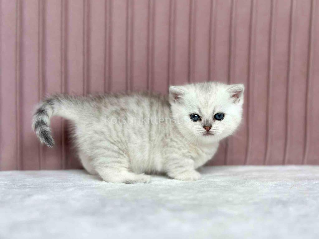Tiny Silver Shaded Munchkin Girl With Short Legs photo 11