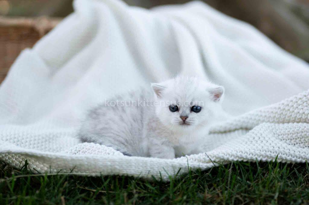 Tiny Silver Shaded Munchkin Girl With Short Legs photo 2