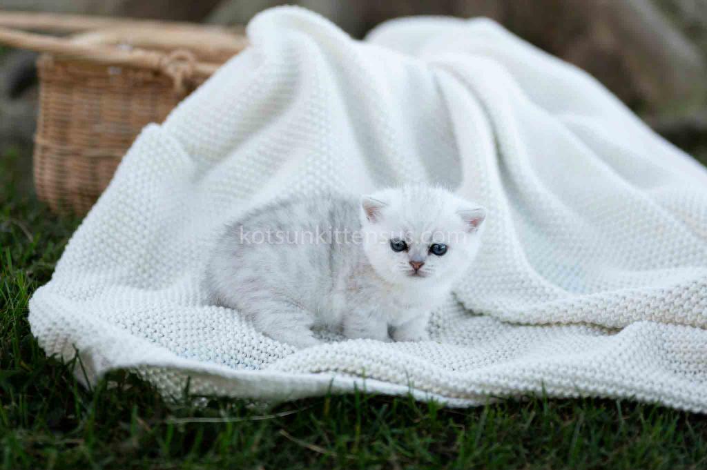Tiny Silver Shaded Munchkin Girl With Short Legs photo 7