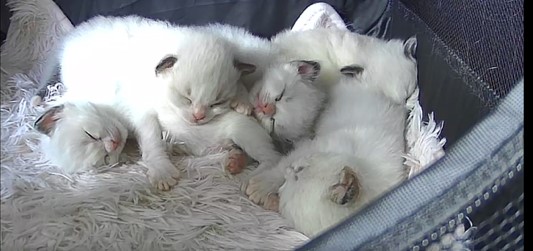 RAGDOLLS OF BREVARD