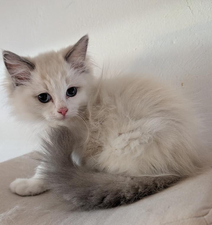 Ragdolls photo 1