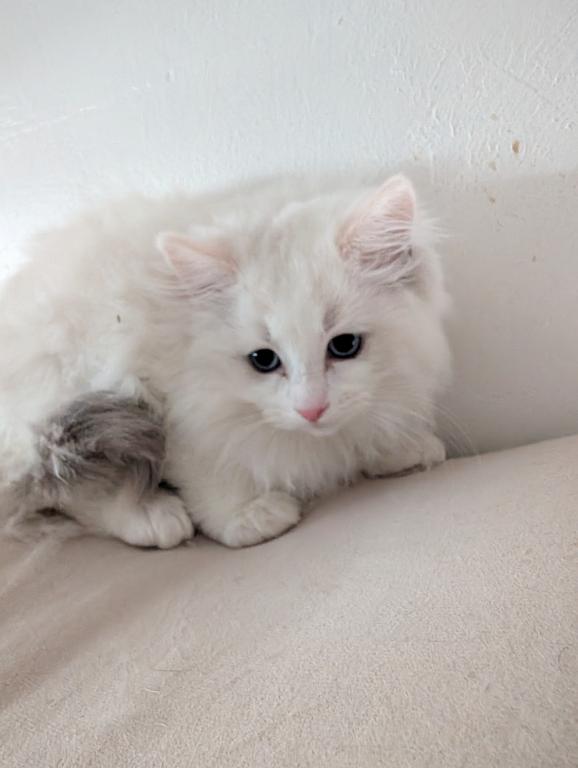 Ragdolls photo 2