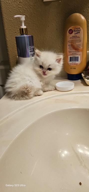 Winter And Her Kittens photo 15
