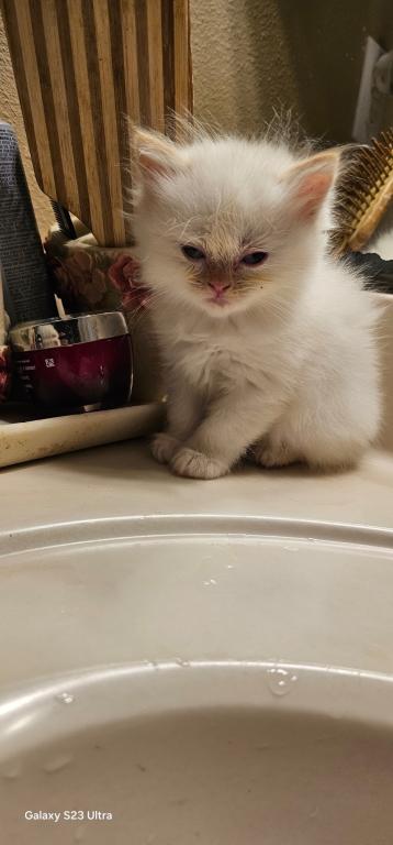 Winter And Her Kittens photo 18