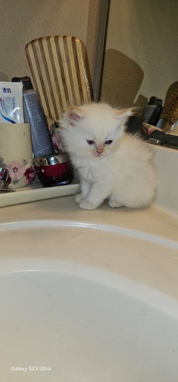 Winter And Her Kittens photo 13