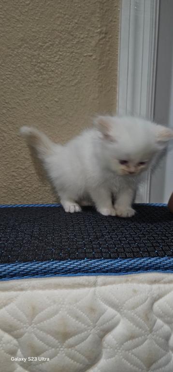 Winter And Her Kittens photo 7