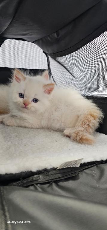 Winter And Her Kittens photo 3