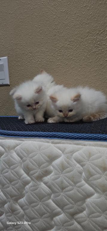 Winter And Her Kittens photo 8