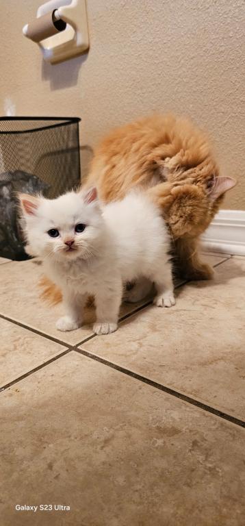 Winter And Her Kittens photo 14