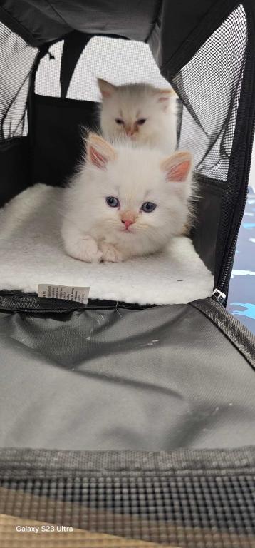 Winter And Her Kittens photo 2