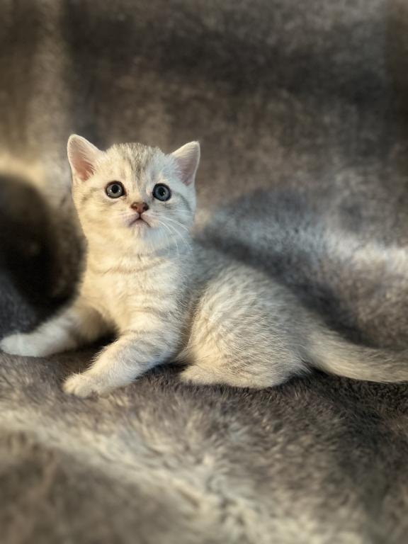 Timon Simba