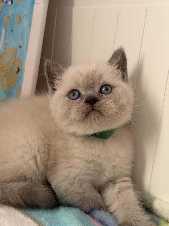 Casper photo 42