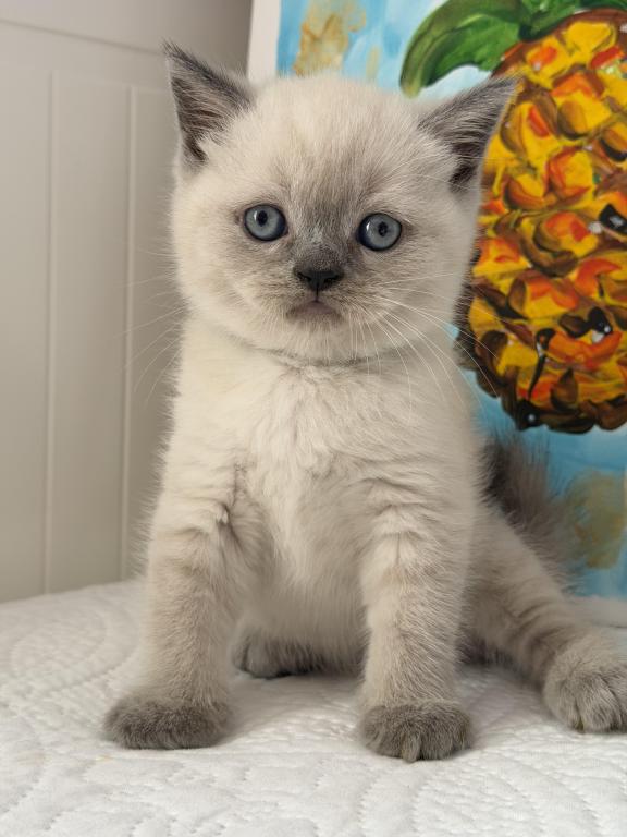 Casper photo 26