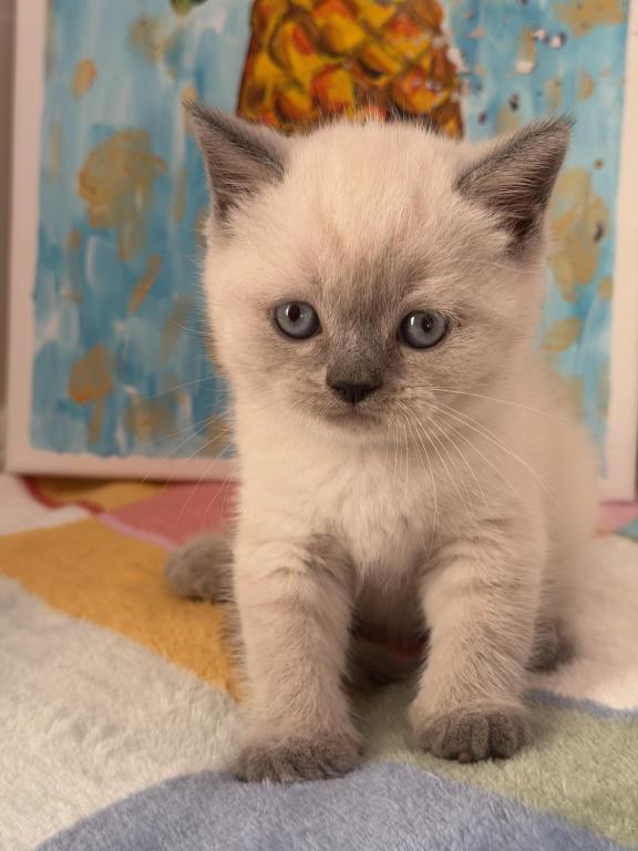 Casper photo 31