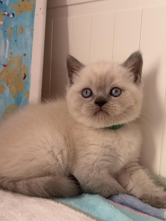 Casper photo 40