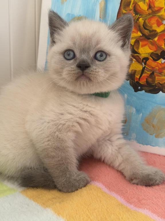 Casper photo 37