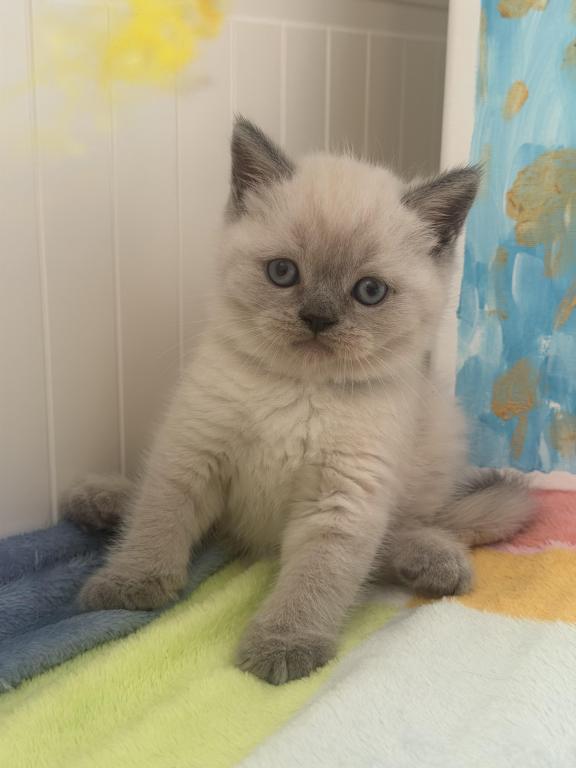 Casper photo 35