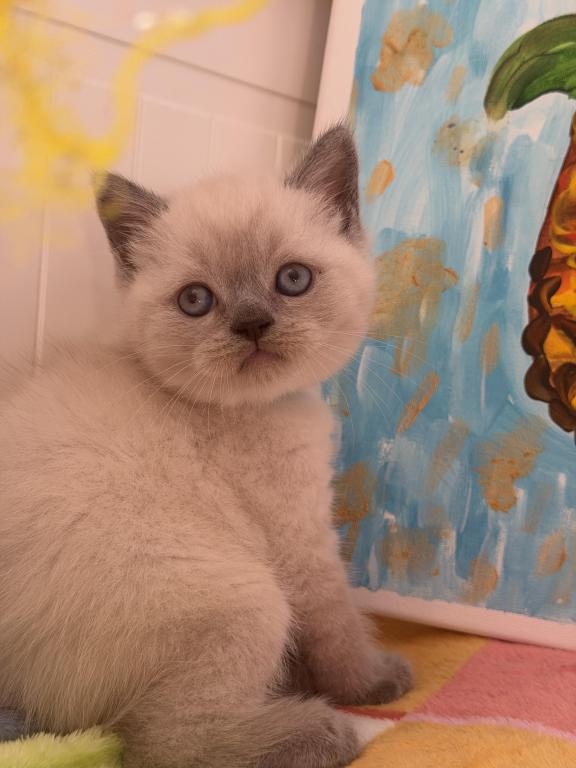 Casper photo 29
