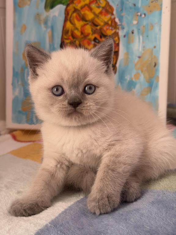Casper photo 39