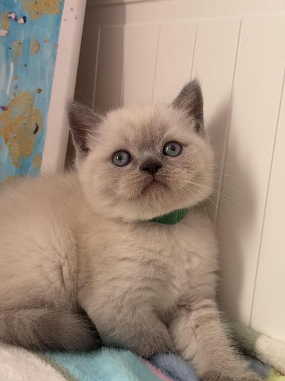 Casper photo 30