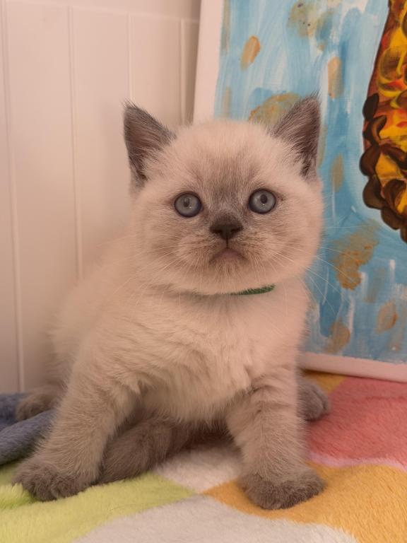 Casper photo 36