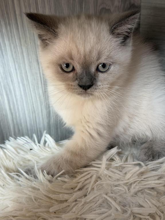 Casper photo 4