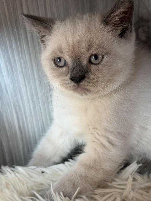 Casper photo 12