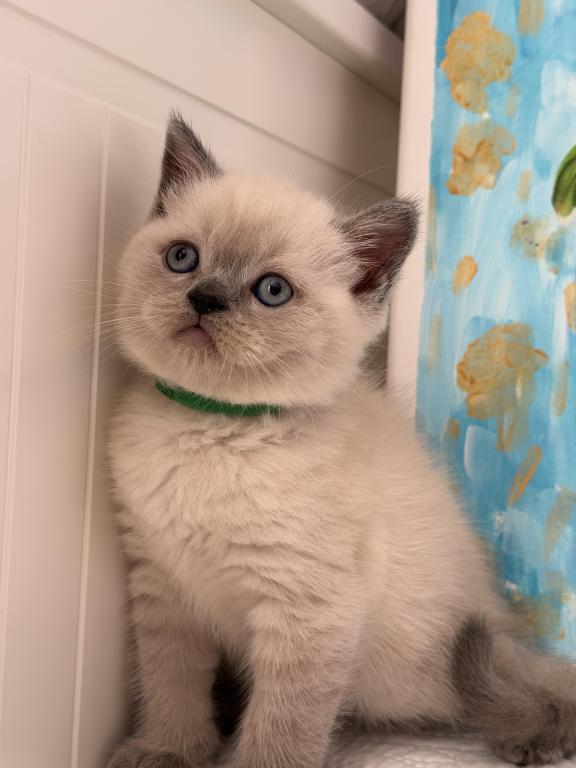 Casper photo 27
