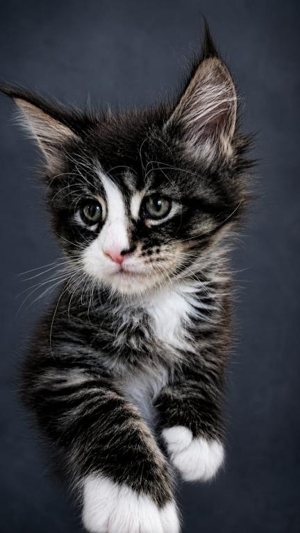 Striking European Black Tabby With White MaineCoon photo 1