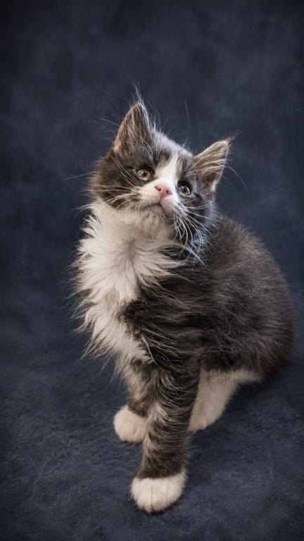 Striking European Black Tabby With White MaineCoon photo 4